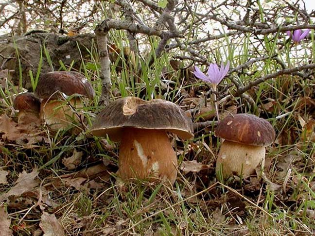 Boletus aereus      Bull.:Fr